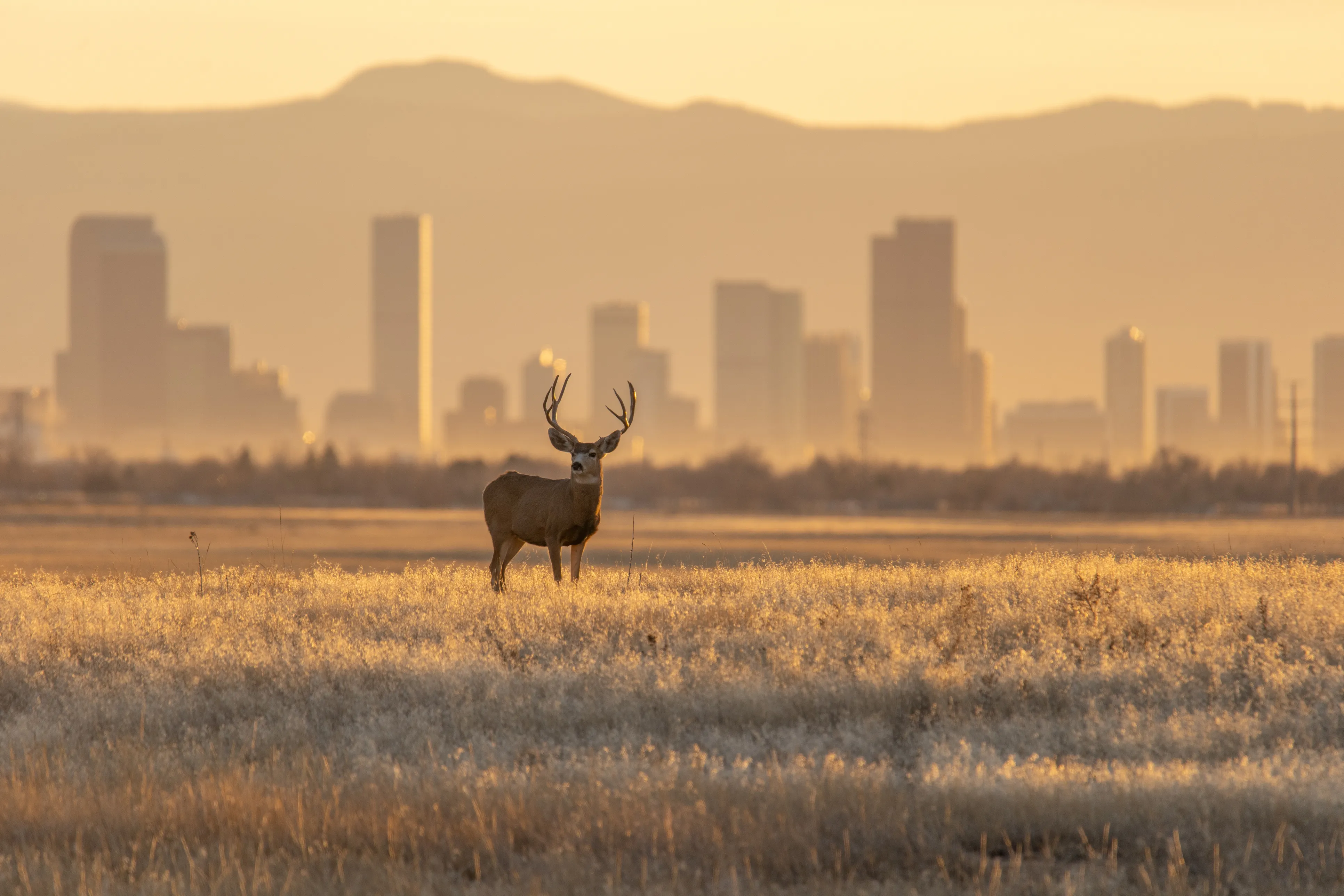 A mule deer grazing outside of Denver, Colorado.